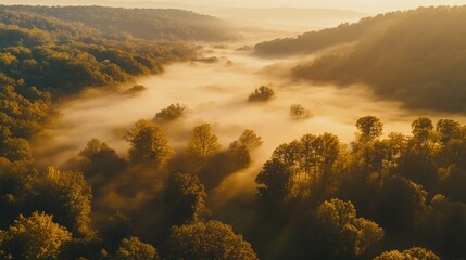 Poster - Aerial view of misty forest valley at sunrise.