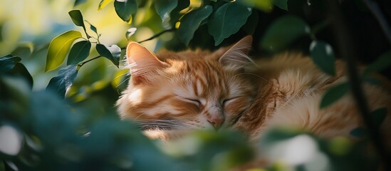 Poster - Ginger cat sleeping peacefully amidst lush green foliage.