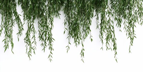 Aufkleber - Lush green weeping plant branches cascading against a clean white background.