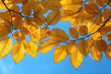 Wall Mural - Golden Autumn Leaves Against a Clear Blue Sky - Nature and Seasonal Beauty for Wall Art and Invitations