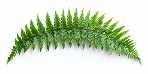 Aufkleber - Single vibrant green fern frond isolated on white background.