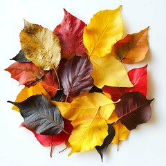 heap pile of colorful autumn leaves isolated on white background. autumn, fall, thanksgiving day, na