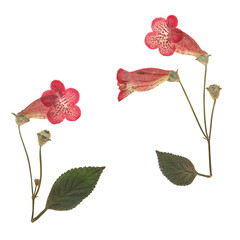 Wall Mural - Herbarium. Set of pressed kohleria flowers. Digital herbarium, scrapbooking. Dry kohleria flowers isolated on white. Giesleria, tydaea.