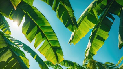 Wall Mural - A photo showcasing a banana leaf
