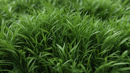 Poster - A lush green field of grass with a few weeds