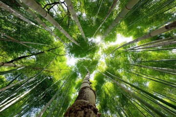 Poster - Lush green bamboo forest with sun shining through leaves in midday