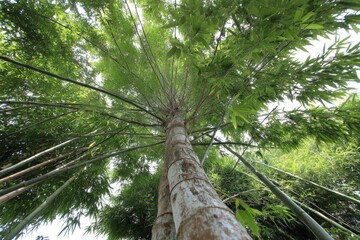 Aufkleber - Tall bamboo shoots stretch towards the sky in a lush green environment with vibrant leaves