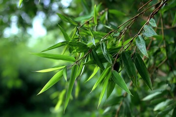 Poster - Vibrant green bamboo leaves glistening after rain in a lush garden setting during the day