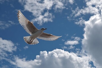 Poster - Bird soaring in a clear blue sky with fluffy clouds during a bright afternoon