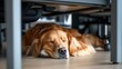 © Novia - Golden retriever puppy taking a restful nap under the office desk during daytime