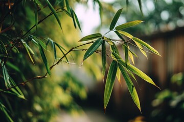 Poster - Lush green bamboo leaves hang gracefully in a tranquil garden setting during golden hour light