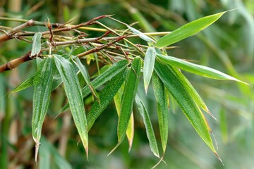 Aufkleber - Bamboo leaves captured in a lush garden during a sunny afternoon showcasing green vitality