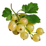Fresh Green Gooseberries with Leaves Hanging on a Vine, Perfect for Summer Recipes and Healthy Snack Ideas Transparent background, PNG