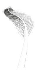 Poster - A feathery with a long stem. The feathery is black and white