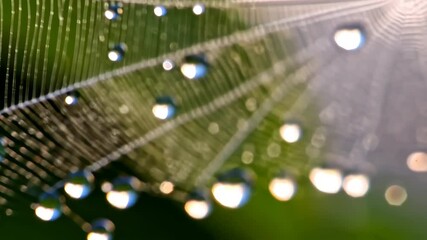 Spiderweb with Dew Drops Adorned in the Morning Sunlight, creating a beautiful pattern of natural art