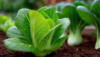 Poster - Close-Up of Bok Choy Growing in Soil, Symbolizing Fresh Produce and Sustainable Agriculture for Healthy Eating and Organic Lifestyle : Generative AI