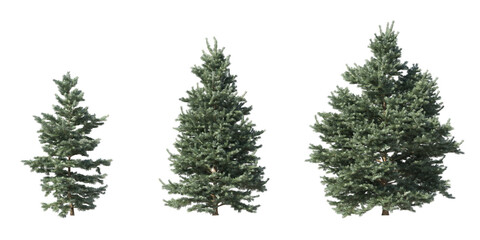 Fototapete - Realistic greenery forest trees collection on transparent backgrounds. high quality 3d rendering. png format	