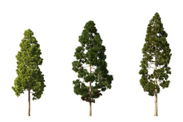 Fototapete - Realistic greenery forest trees collection on transparent backgrounds. high quality 3d rendering. png format	