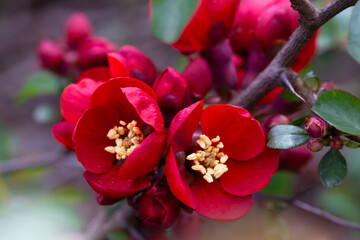 Wall Mural - Plant of flowering wild Japanese quince (Chaenomeles japonica) on a sunny day. Lot of beautiful red flowers of Japanese quince as natural background