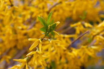 Wall Mural - Forsythia flowers, Golden Bell, Border Forsythia (Forsythia x intermedia, europaea) blooming in spring garden bush