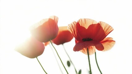 Aufkleber - A close-up shot of a bouquet of bright red flowers