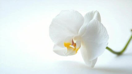 Aufkleber - Simple white flower with bright yellow center on clean white background
