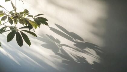 Poster - Tranquil Scene with Soft Light and Shadow in Natural Environment