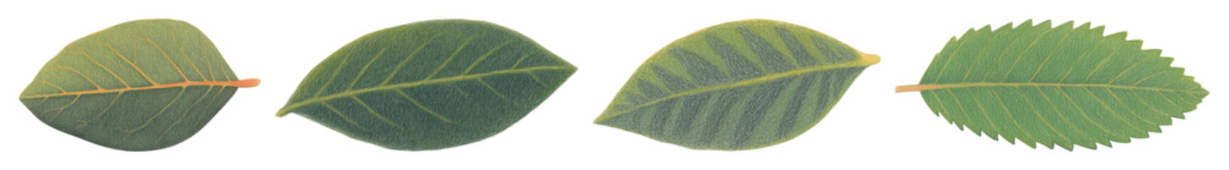 Aufkleber - png leaf border rectangle illustration botanical realistic, transparent background