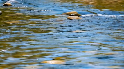 Poster - Tranquil river surface with flowing water reflecting sky and surrounding trees, smooth stones visible beneath clear, rippling current, nature background