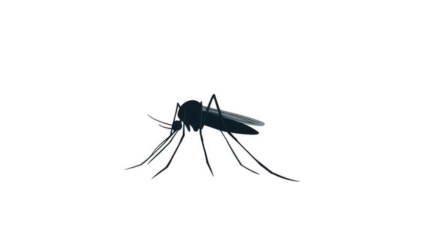 Mosquito vector logo, simple flat design, white background, png, transparent