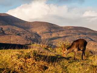Wall Mural - Brown deer grazing grass on a hill, mountain and blue cloudy sky in the background.