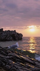 Wall Mural - Seagull rests on rocky coastline as the sun sets over the ocean. Reflections shimmer on the water, creating a peaceful seaside scene