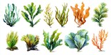 Watercolor Sea Plants and Corals Collection for Marine and Nature Designs
