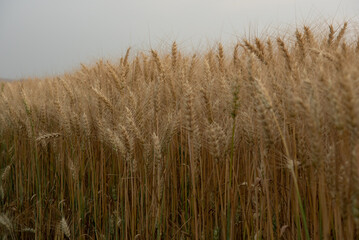 Naklejka na meble Wheat production in Northern Paraná