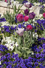 Wall Mural - massif de tulipes et de pensées