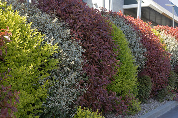 Wall Mural - Haie de végétaux variés 