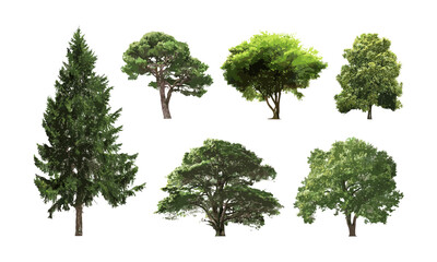 isolated tree with white backdrop, high definition collection, foliage details, plant structure, vec