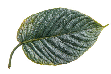 Aufkleber - Detailed close-up of a green, textured leaf showcasing natural patterns on a transparent background ideal for design and nature projects