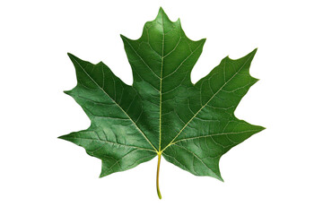 Poster - Blue leaf design featuring transparency and intricate details suitable for digital art and nature-themed projects, ideal for backgrounds and graphics