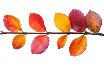 Poster - Colorful autumn leaves on a branch showcasing vibrant hues of orange and red against a transparent background