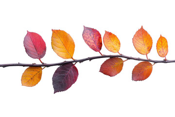 Poster - Colorful autumn leaves on a branch showcasing vibrant hues of orange and red against a transparent background