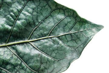 Poster - Close-up view of a textured green leaf showcasing its natural details and vibrant color against a transparent background
