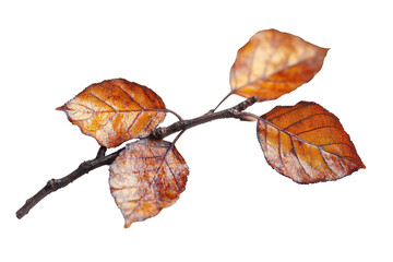 Poster - Colorful autumn leaves on a thin branch against a white background showcasing the beauty of nature in fall