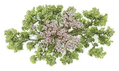 vector illustration of blooming tree top view, watercolor spring flowers, isolated on white backgrou