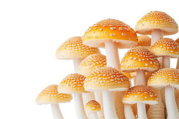 Poster - Colorful mushrooms with orange caps and textured surfaces growing together in a natural setting under soft lighting