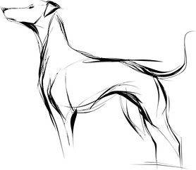 Poster - Abstract black line drawing of a standing dog on white background. Vector illustration