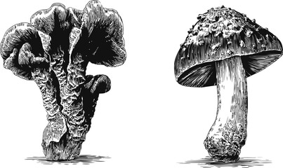 Aufkleber - Detailed black and white illustrations of two different mushroom species. Vector illustration