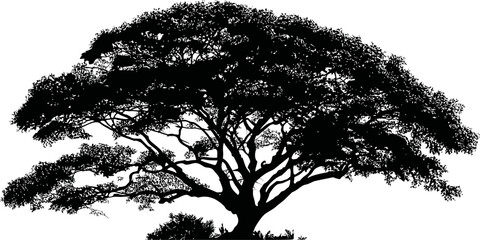 Poster - Silhouette of a large acacia tree with spreading branches over a white background. Vector illustration