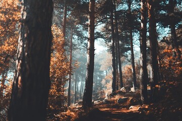 Poster - Autumn Forest Path With Sunlight