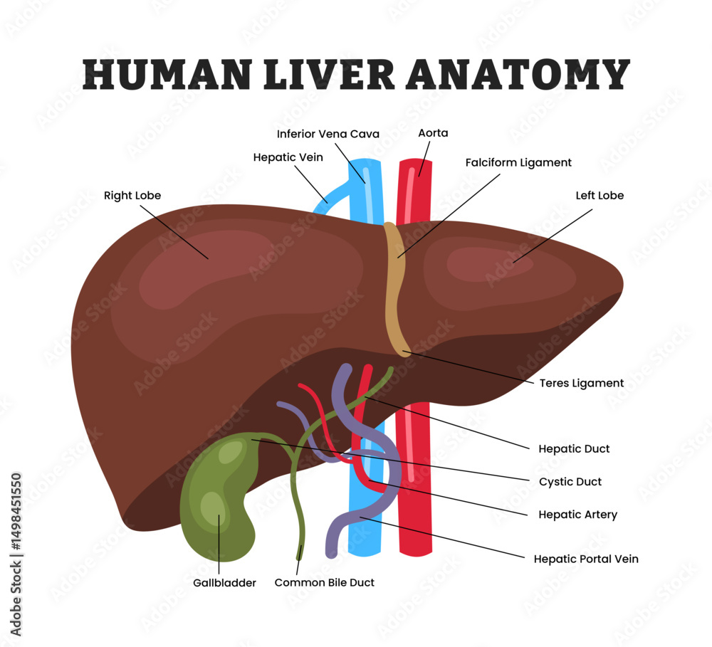 Liver visual data 4